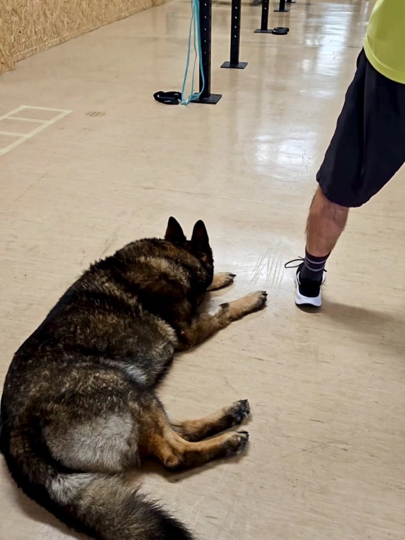 O cão da casa a acompanhar um treino no estúdio